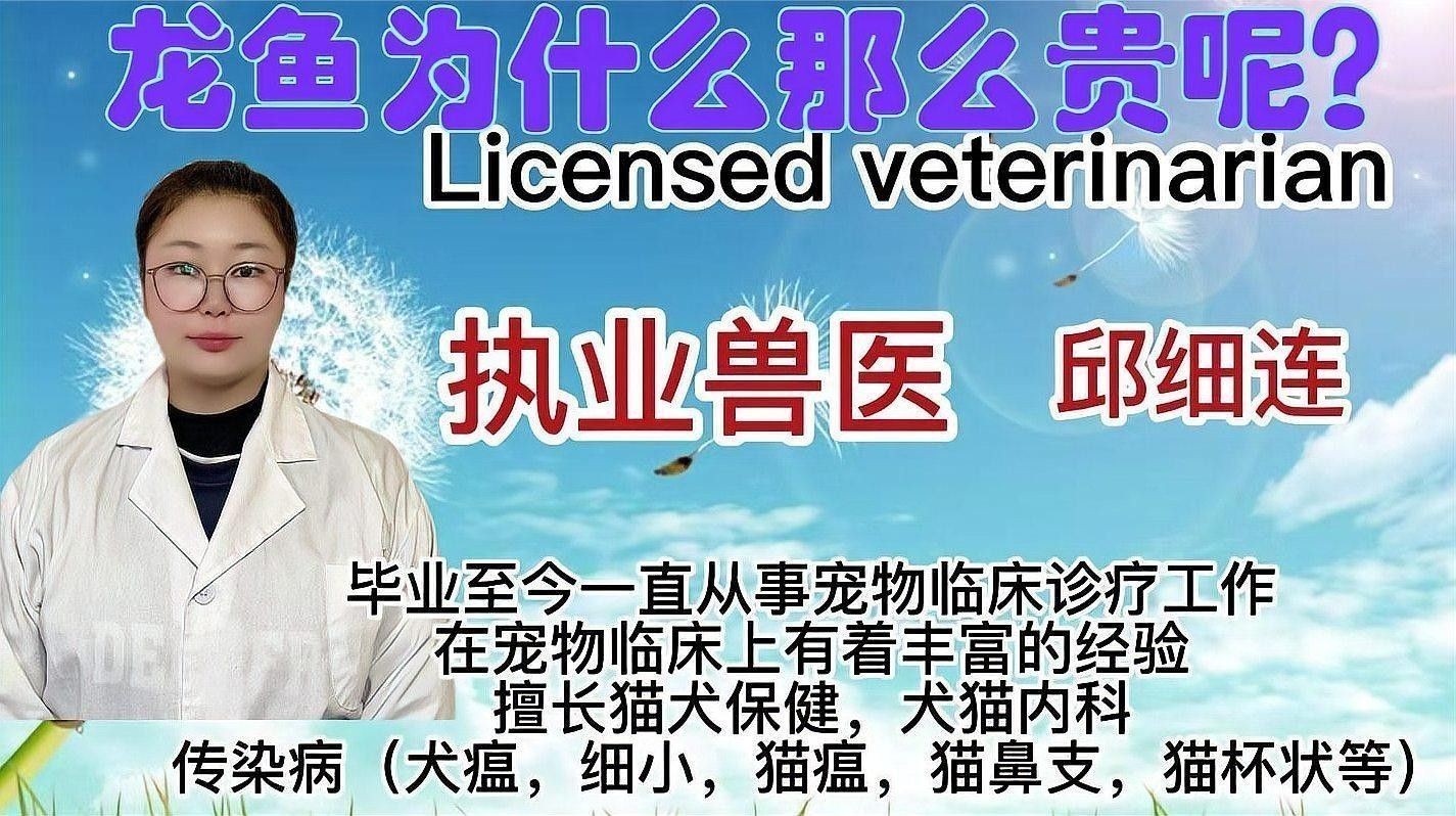 龍魚為什么那么貴啊