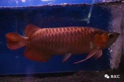 龍魚放黃粉后浮頭游：龍魚放黃粉后浮頭游怎么辦