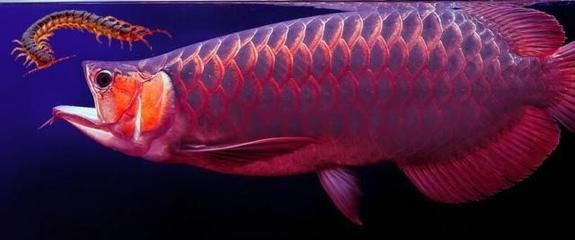 龍魚的寄生蟲病圖（關于龍魚寄生蟲病的一些信息和圖片描述）