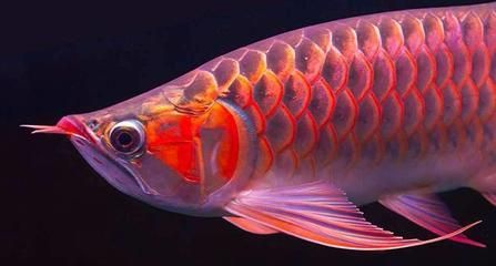 龍魚的寄生蟲病圖（關于龍魚寄生蟲病的一些信息和圖片描述）