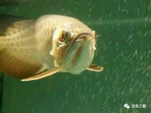 龍魚開燈就在底下游關燈就正常:如何判斷龍魚是否健康 龍魚百科 第1張 龍魚開燈就在底下游關燈就正常:如何判斷龍魚是否健康 龍魚開燈就在底下游關燈就正常:如何判斷龍魚是否健康 龍魚百科 第1張