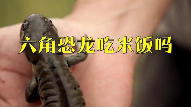 六角恐龍魚的主食應(yīng)該是什么？