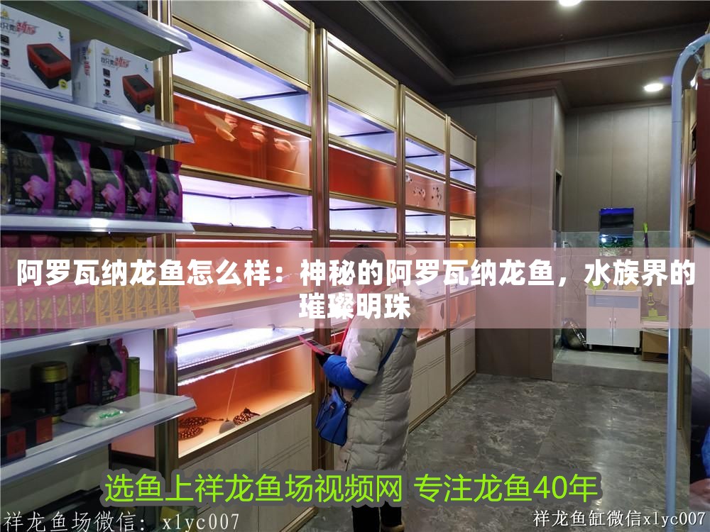 阿羅瓦納龍魚怎么樣：神秘的阿羅瓦納龍魚，水族界的璀璨明珠