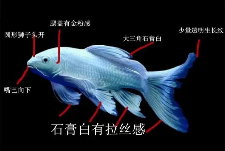 如何區(qū)分白金龍鳳鯉和蝴蝶鯉？