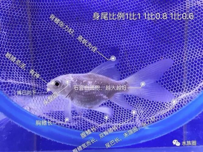 如何區(qū)分白金龍鳳鯉和蝴蝶鯉？