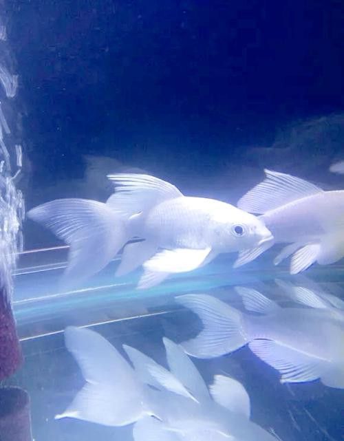 如何區(qū)分白金龍鳳鯉和蝴蝶鯉？