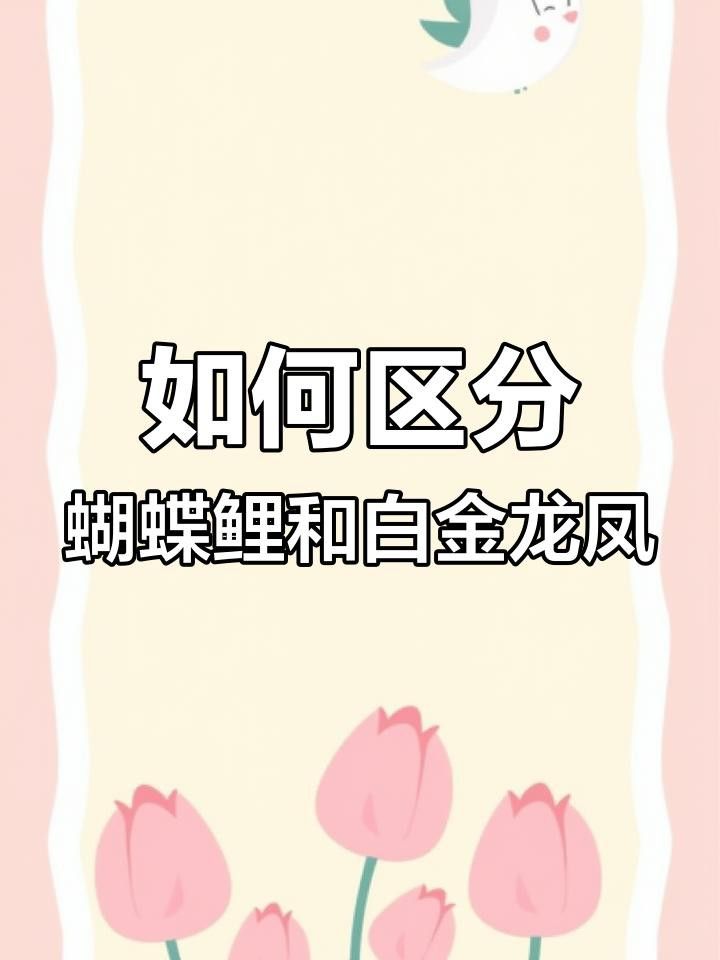 如何區(qū)分白金龍鳳鯉和蝴蝶鯉？
