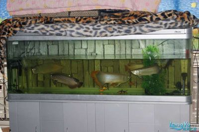 龍魚可以和什么龜混養：長頸龜與龍魚混養