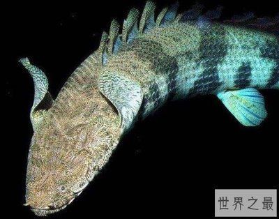 恐龍王魚常見疾病預防方法：恐龍王魚常見疾病的預防方法，恐龍王魚混養注意事項