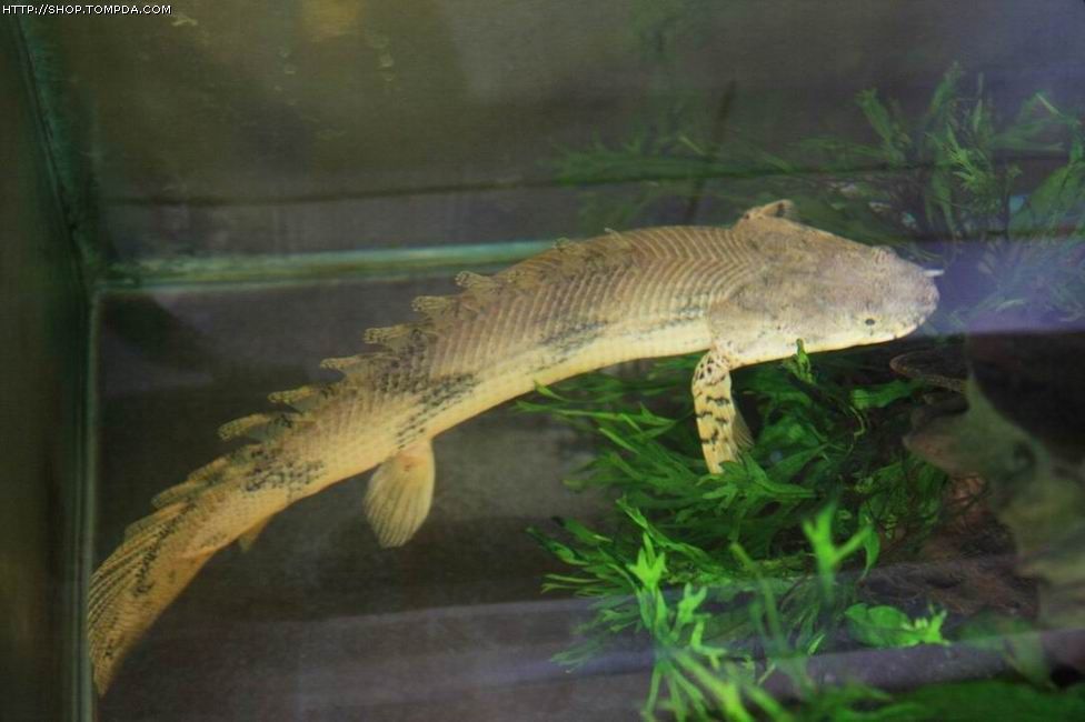 恐龍王魚常見疾病預防方法：恐龍王魚常見疾病的預防方法，恐龍王魚混養注意事項