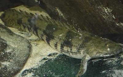 恐龍王魚常見疾病預防方法：恐龍王魚常見疾病的預防方法，恐龍王魚混養注意事項