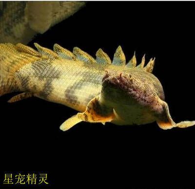 恐龍王魚常見疾病預防方法：恐龍王魚常見疾病的預防方法，恐龍王魚混養注意事項