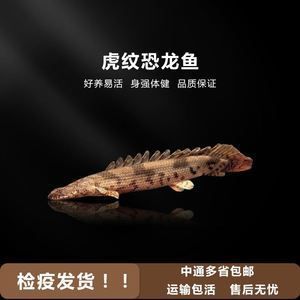 恐龍王魚常見疾病預防方法：恐龍王魚常見疾病的預防方法，恐龍王魚混養注意事項