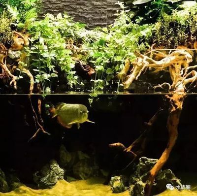 龍魚缸適合造景嗎：關于龍魚缸造景的一些建議