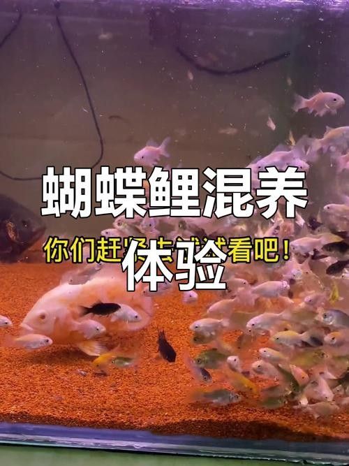 龍魚可以和蝴蝶鯉混養(yǎng)嗎圖片