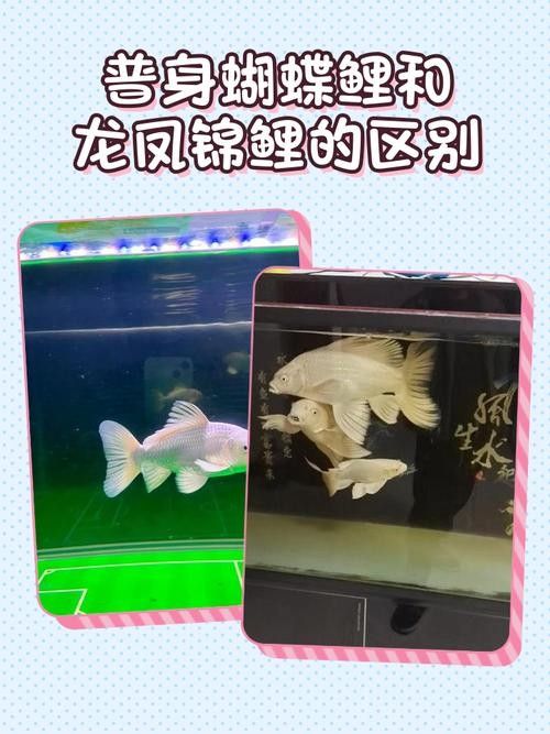 龍魚可以和蝴蝶鯉混養(yǎng)嗎圖片
