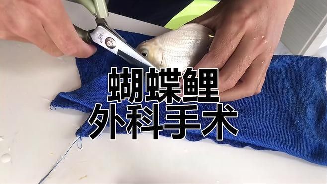龍魚可以和蝴蝶鯉混養(yǎng)嗎圖片