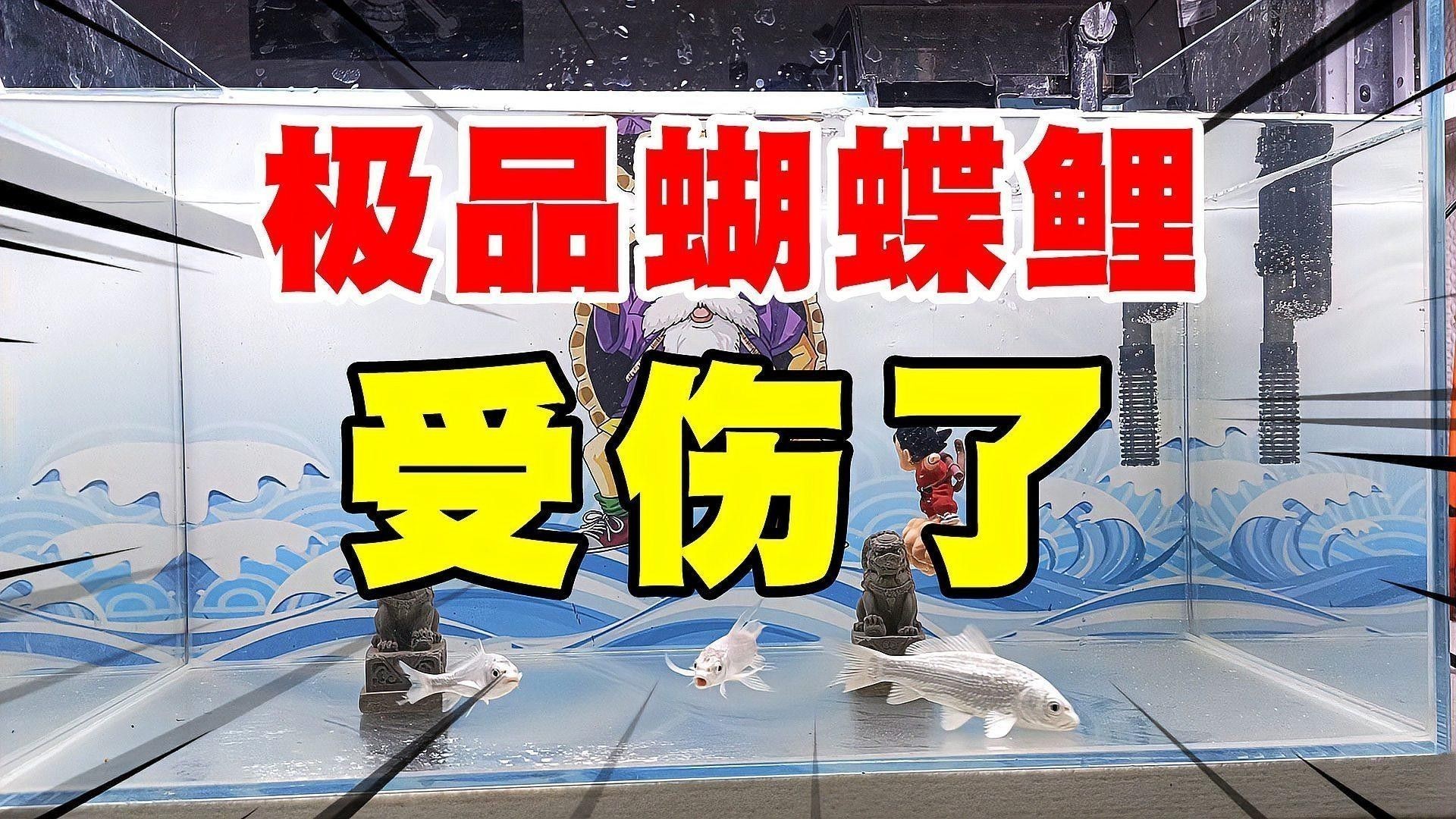 龍魚可以和蝴蝶鯉混養(yǎng)嗎圖片