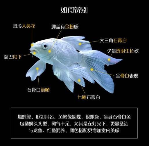 龍魚可以和蝴蝶鯉混養(yǎng)嗎圖片