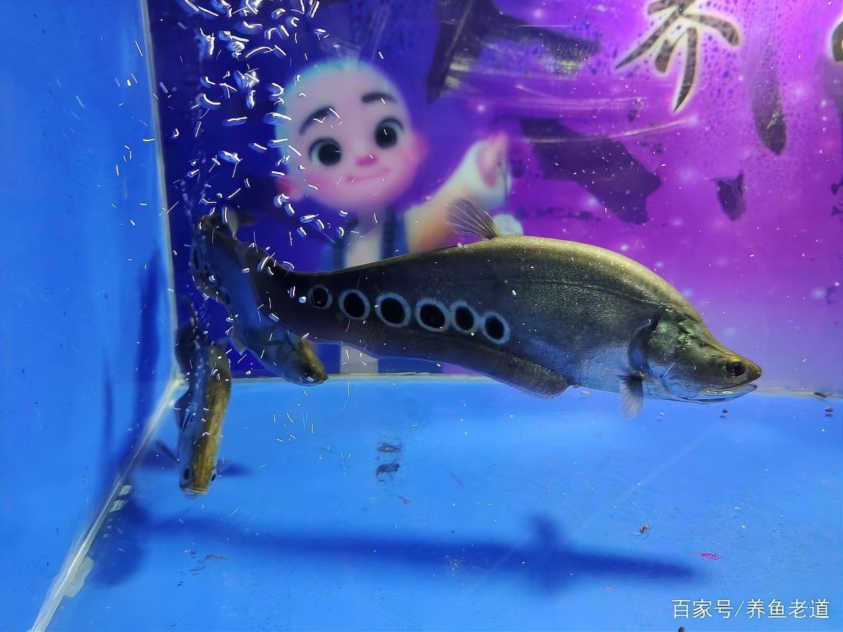 龍魚可以和蝴蝶鯉混養(yǎng)嗎圖片