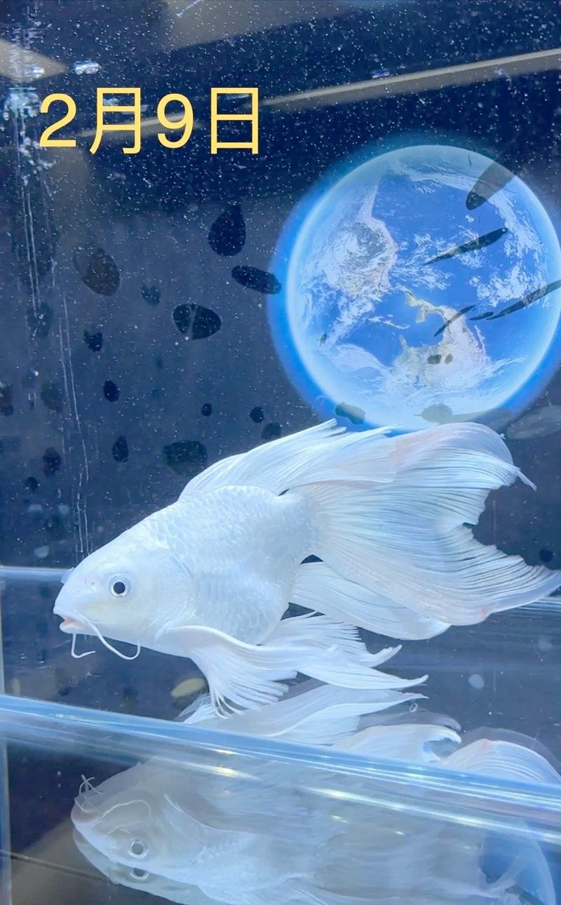 龍魚可以和蝴蝶鯉混養(yǎng)嗎圖片