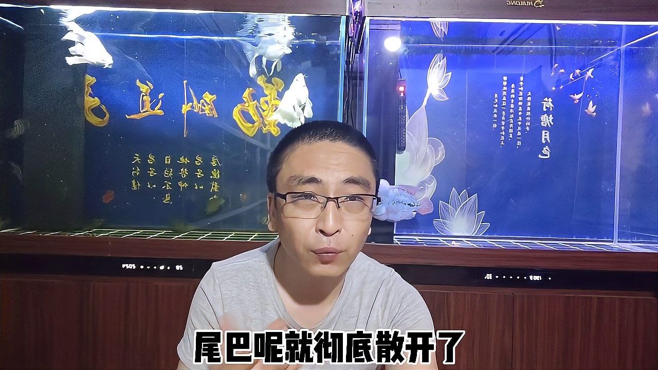 龍魚可以和蝴蝶鯉混養(yǎng)嗎圖片