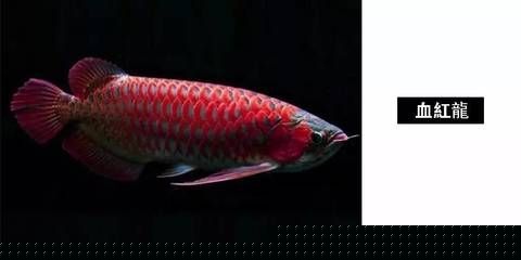 廣州龍魚市場營業(yè)時(shí)間查詢，廣州龍魚市場營業(yè)時(shí)間