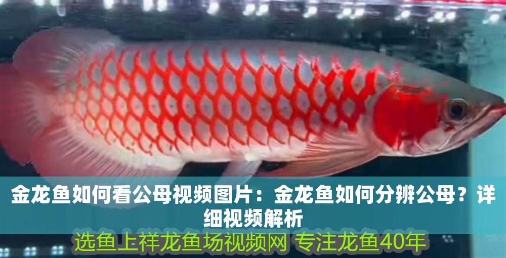 金龍魚如何看公母視頻圖片：金龍魚如何分辨公母？詳細視頻解析