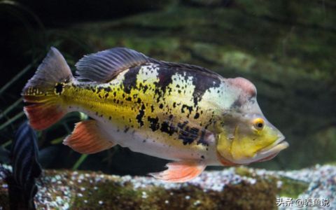 紅龍魚體型怎么可以變寬一點兒：紅龍魚的飼養方式