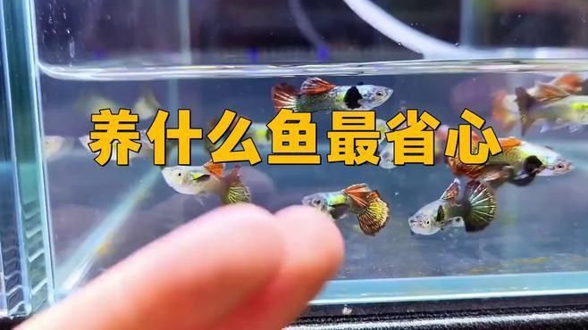 養什么魚最省心