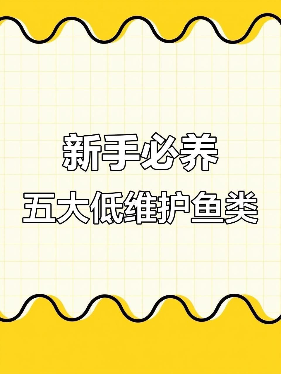 養什么魚最省心