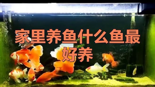 養什么魚最省心