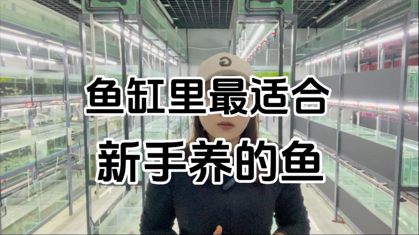 養什么魚最省心