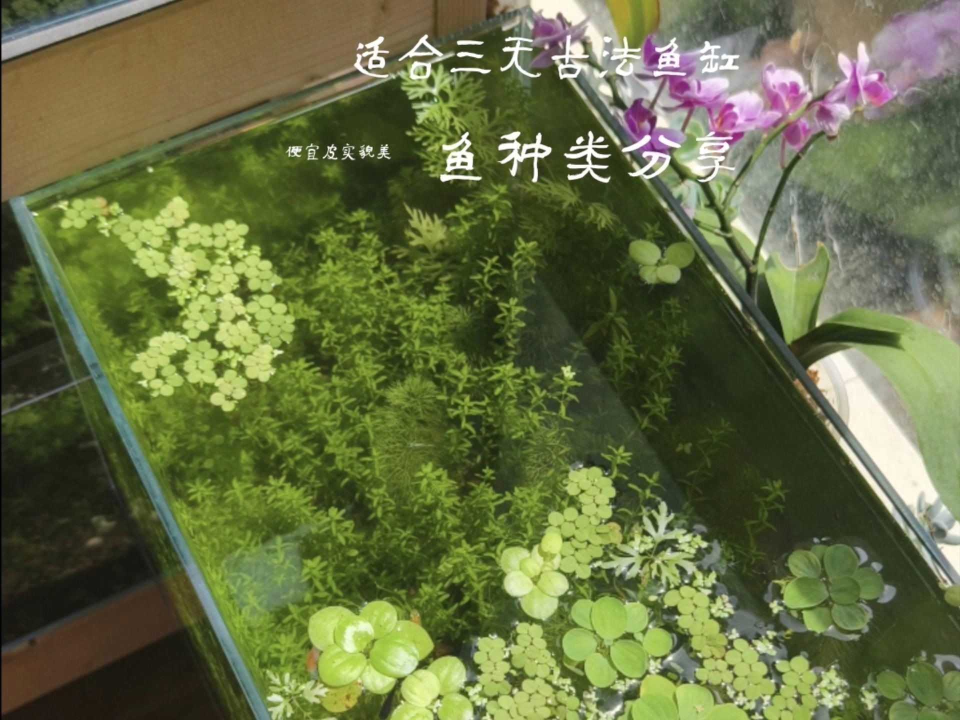 養什么魚最省心