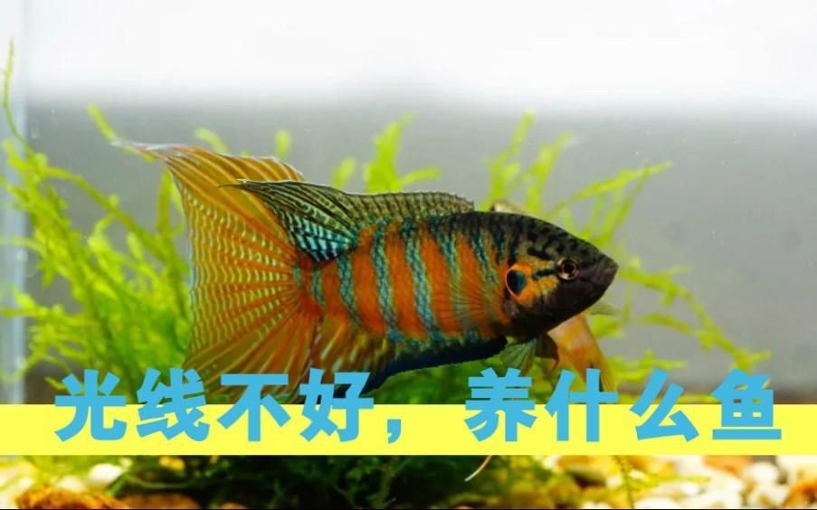 養什么魚最省心
