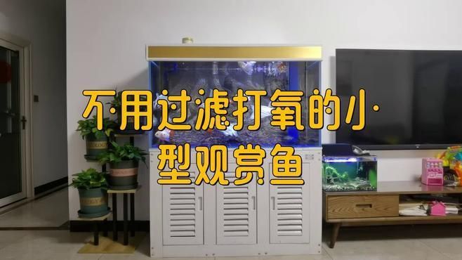 養什么魚最省心