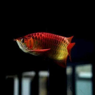 紅龍魚上側燈好嗎（側燈對紅龍魚發色影響）