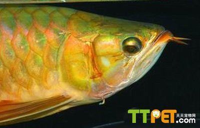 龍魚掉眼不管會怎么樣嗎視頻：龍魚掉眼不用怕，這10種方法可以治