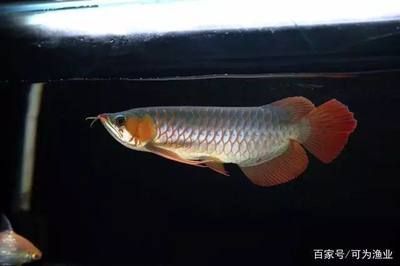 龍魚掉眼不管會怎么樣嗎視頻：龍魚掉眼不用怕，這10種方法可以治