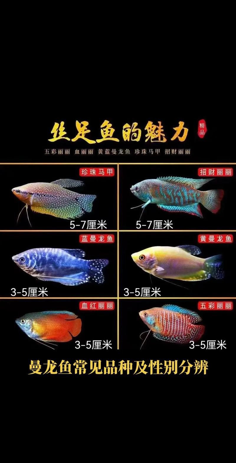 金曼龍魚圖片