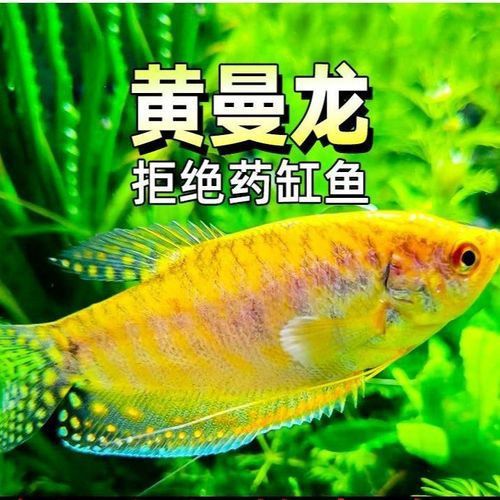 金曼龍魚圖片