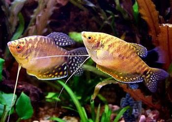 金曼龍魚圖片