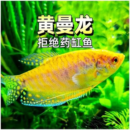 金曼龍魚圖片