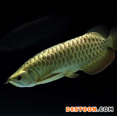 金龍魚怎么看公母？