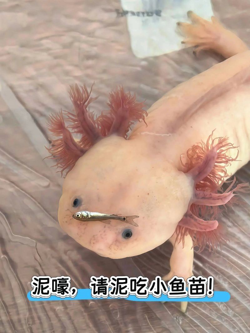 恐龍魚不吃飼料是什么原因呢視頻