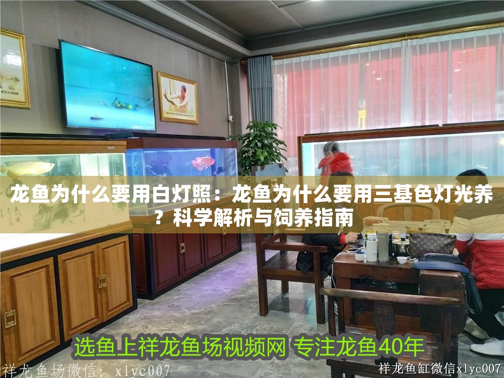 龍魚為什么要用白燈照：龍魚為什么要用三基色燈光養？科學解析與飼養指南