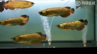 三年的金龍魚(yú)：三年的金龍魚(yú)是怎樣的？