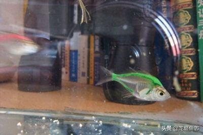 龍魚鰭尾有白邊是什么：龍魚鰭尾出現白邊可能由多種因素造成