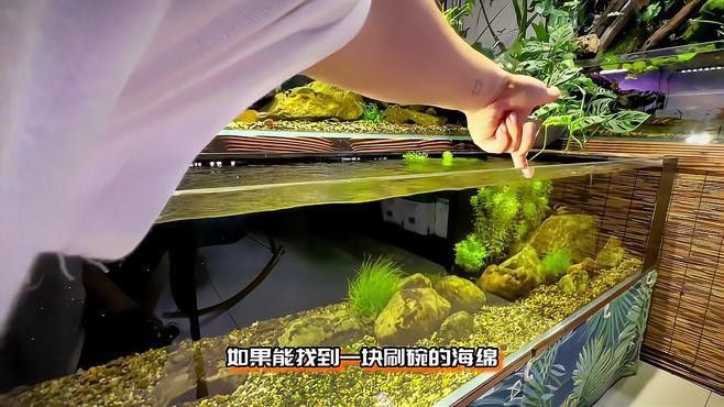 如何清潔和維護魚缸龍擺件？