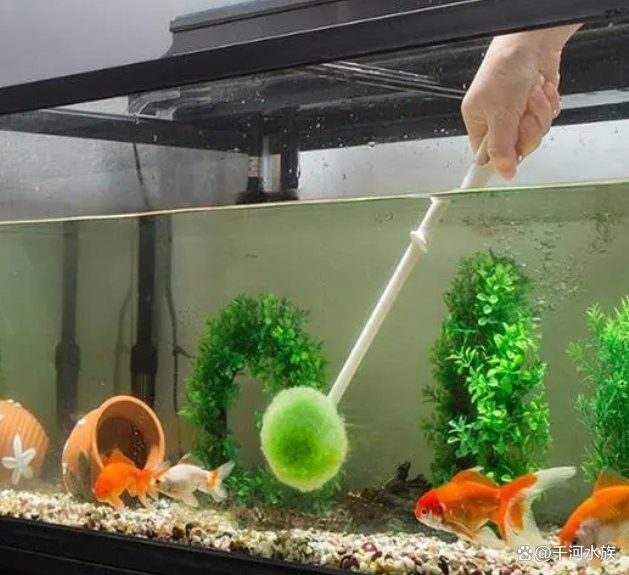 如何清潔和維護魚缸龍擺件？